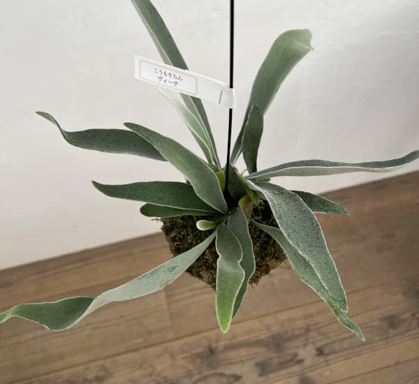 観葉植物/ビカクシダ（コウモリラン）：ベイチー 苔玉仕立て