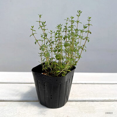 虫除け効果のある植物おすすめ7選 虫除けになる育てやすい植物をご紹介 暮らし の 虫除け効果のある植物おすすめ7選 虫除けになる育てやすい植物をご紹介 暮らし の