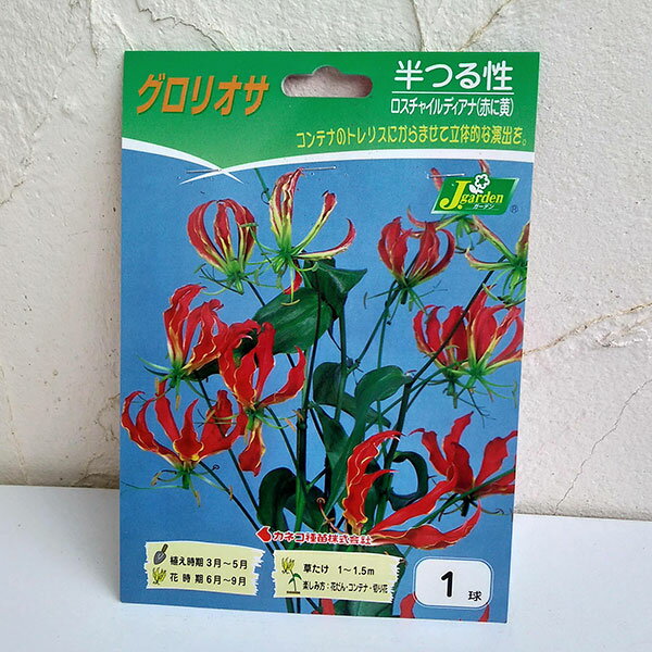 球根/グロリオサ：ロスチャイルディアナ1球入り