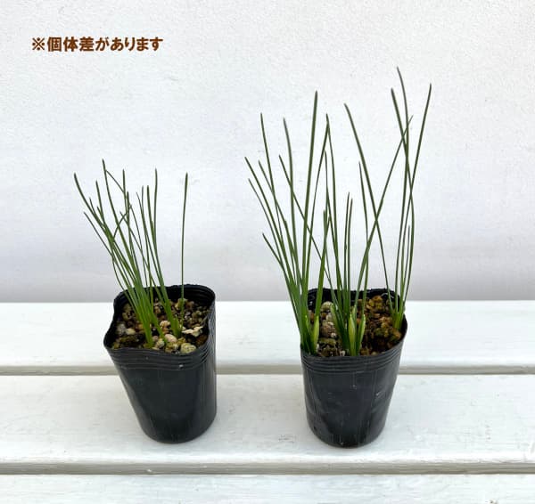 �������󡧻��տ���ʸ��ۼ�˥�����ǥ�ȥ��ڥå�2.5��ݥå�