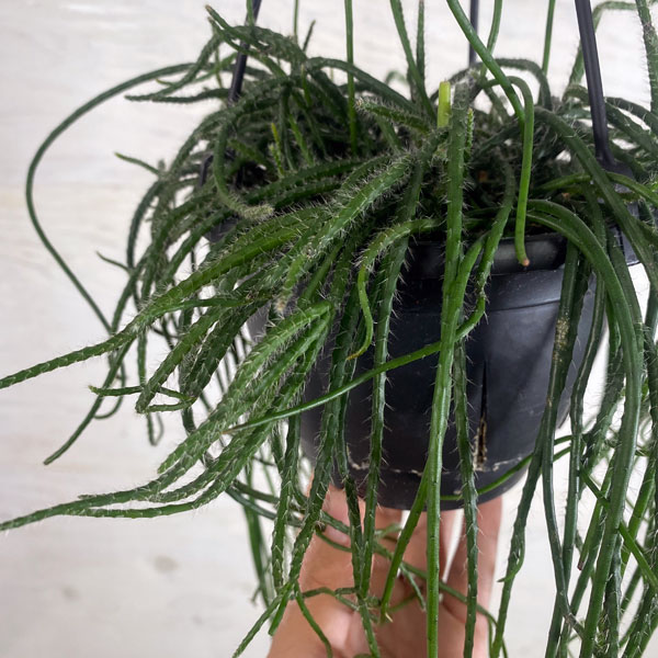 観葉植物/リプサリス：プニセオディスカス 5号吊り鉢*