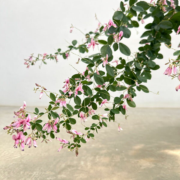 花木 庭木の苗/ハギ（萩）：アスカ6号ポット