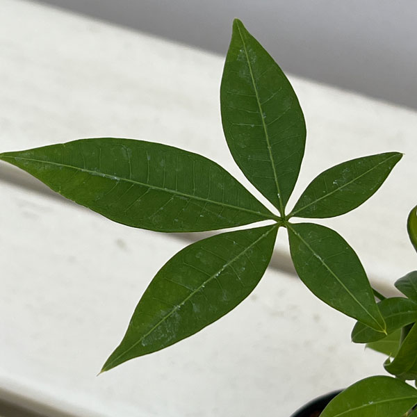 観葉植物/パキラ：ぷっくり実生仕立てのパキラ 2号ポット