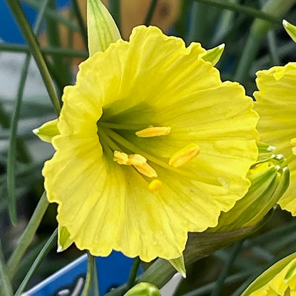 �������󡧻��տ���ʸ��ۼ�˥��������ȥ��ڥå�2.5��ݥå�