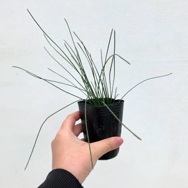 �������󡧻��տ���ʸ��ۼ�˥ե�ࡼ��(��������)2.5��ݥå�