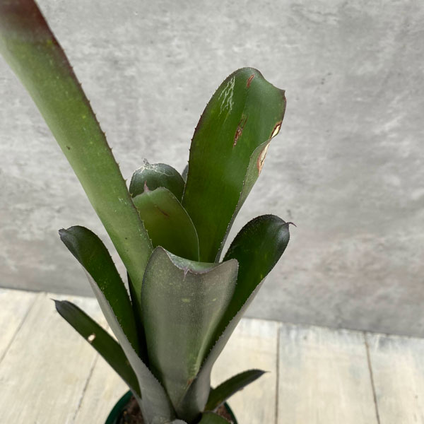 観葉植物/ビルベルギア：ミスターボージャングル 3.5号