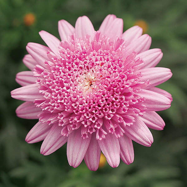 �ޡ�����åȡ����������ȥԥ�5��ȭ����