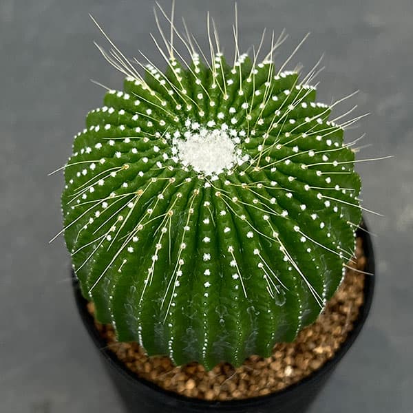 観葉植物/サボテン：ノトカクタスパロジア 刺無金晃丸 2.5号鉢植え