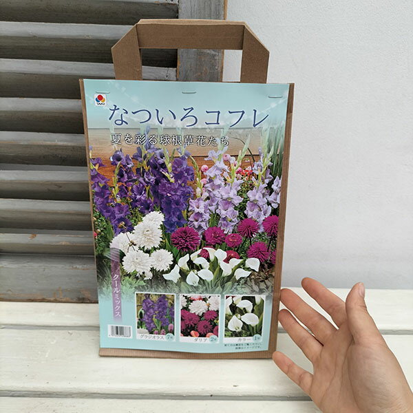球根/球根（ミックス）：「なついろコフレ」クールミックス（夏を彩る球根草花の詰...