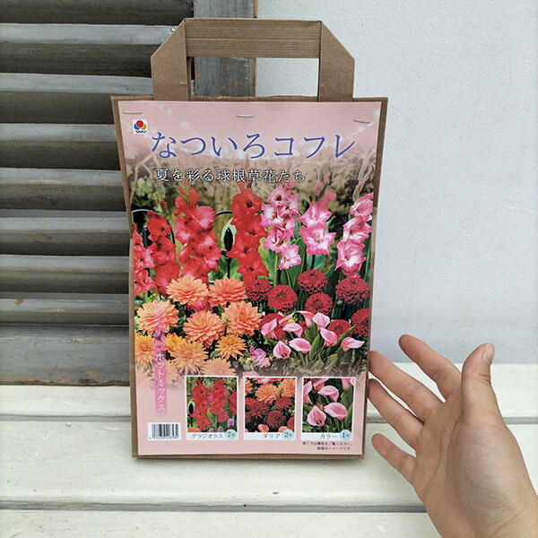 球根/球根（ミックス）：「なついろコフレ」ホットミックス（夏を彩る球根草花の詰...