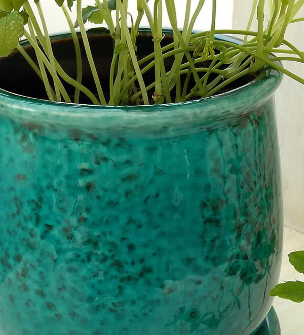 ���տ�ʪ/�ѥ��Υ��å������奬���Х��󡿥��ƥ�饦���ǻ��