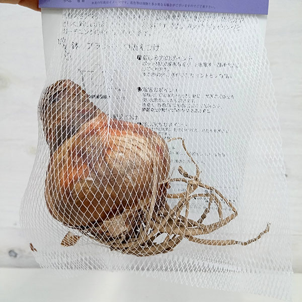 �庬/���ޥ�ꥹ�����֥�ɥ꡼��1���Ȭ�ź餭���ء�