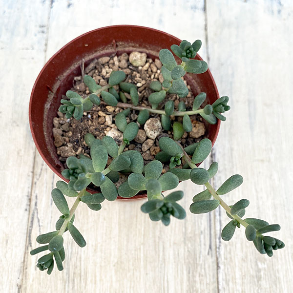観葉植物/セダム：タイトゴメ 2.5号