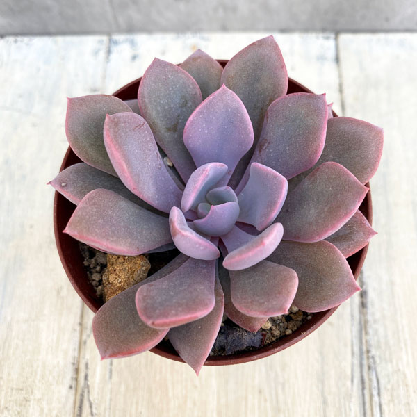 ���տ�ʪ/����ץȥ٥ꥢ���ǥӡ�2.5��ݥå�