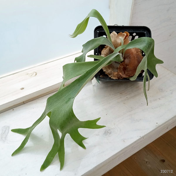 観葉植物/[送料無料][棚卸セール]ビカクシダ（コウモリラン）：ディメーター 19.5cmポット engei2-10278406 園芸ネット プラス サンプル画像2