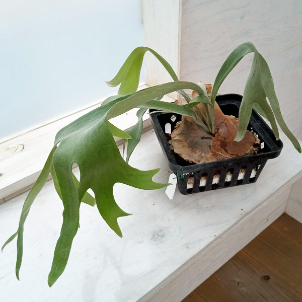 観葉植物/[送料無料][棚卸セール]ビカクシダ（コウモリラン）：ディメーター 19.5cmポット engei2-10278406 園芸ネット プラス サンプル画像3