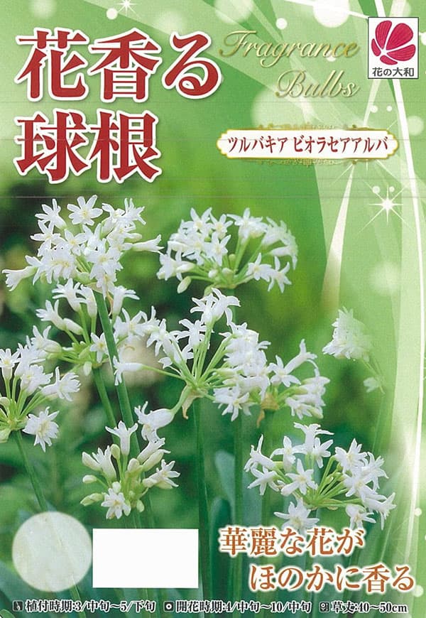 球根/ツルバキア ビオラセア アルバ（白花）1球入り