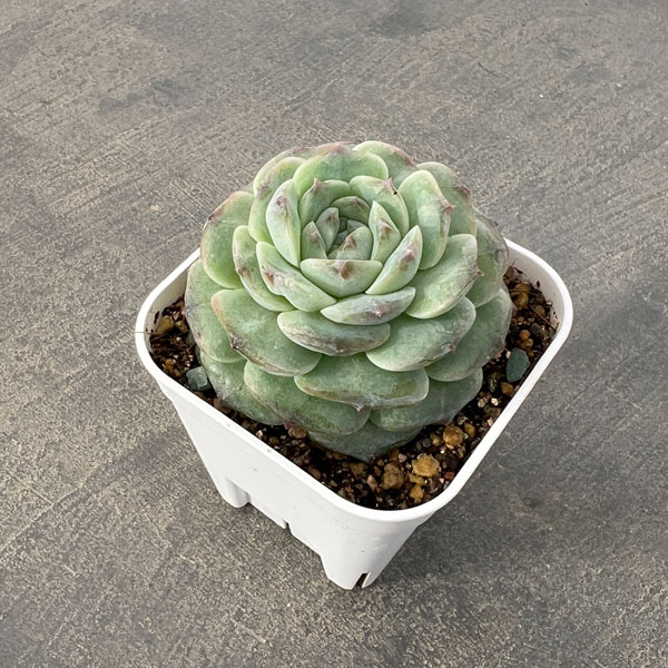 観葉植物/エケベリア：アメージンググレース 2.5号ポット