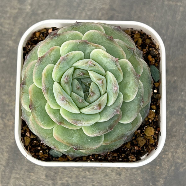 観葉植物/エケベリア：アメージンググレース 2.5号ポット