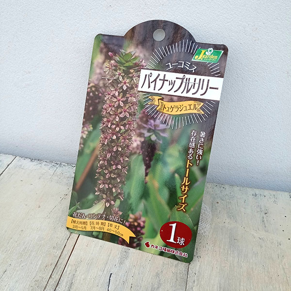 球根/ユーコミス（パイナップルリリー）：トュゲラジュエル 1球入り