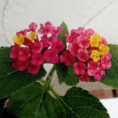 ランタナの育て方講座 植えてはいけない理由や花の色 形状など特徴もご紹介 暮らし の