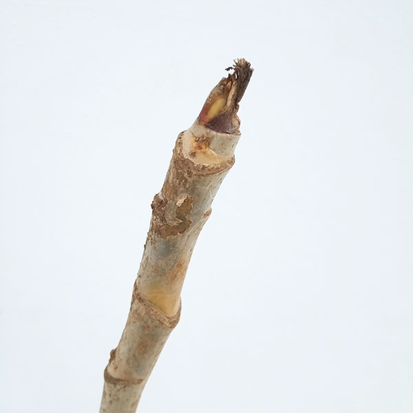 ��ڤ���/������ڡ�ŷ�����������4��ݥåȡʼ���1ǯ���ġ� 6�����å�