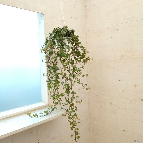 草花の苗/ヘデラ（アイビー・緑斑）：カリフォルニアゴールド6号吊鉢長さ60cm以上