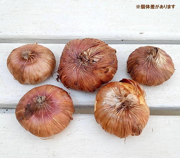 �庬/���饸���饹�����祳����ʥ��祳�졼�ȥ��饸���饹��10�奻�å�