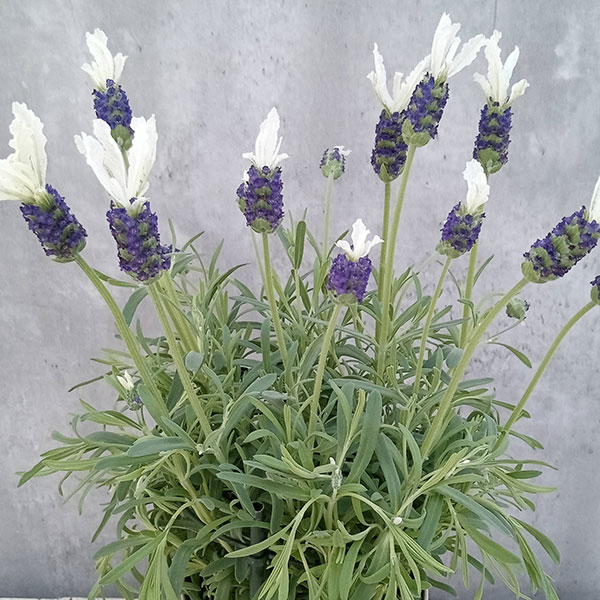 �ե�����٥���������������� �ۥ磻�ȥե�����5��ȭ����