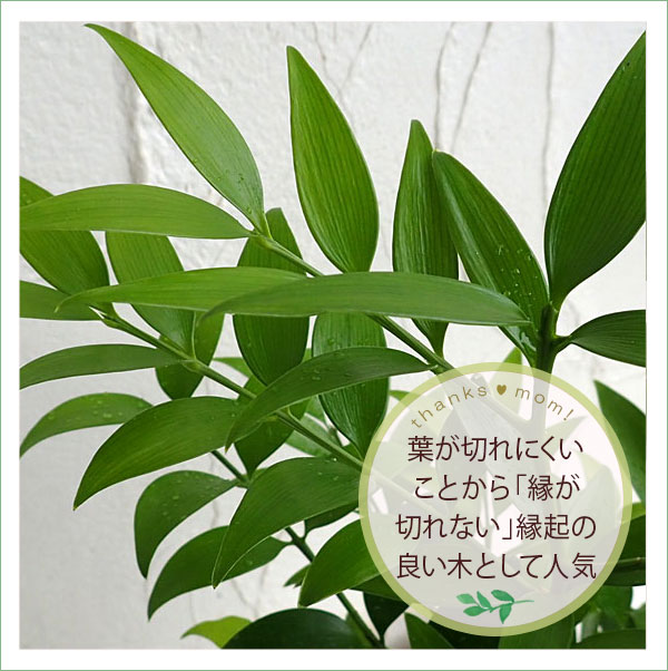 [送料無料][2026年 母の日ギフト][予約]梛（ナギ）の木 4号陶器鉢植え