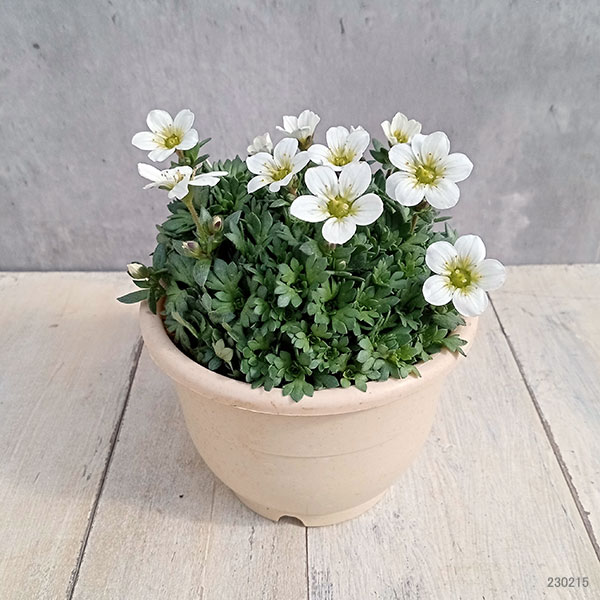 クモマグサ：ホワイト4号鉢植え