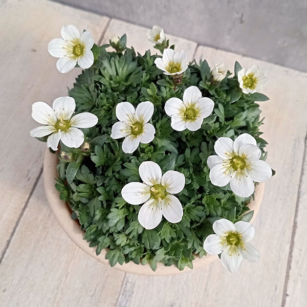 クモマグサ：ホワイト4号鉢植え