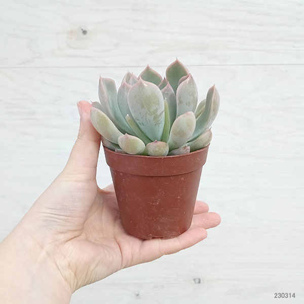 観葉植物/エケベリア：白雪姫2.5号