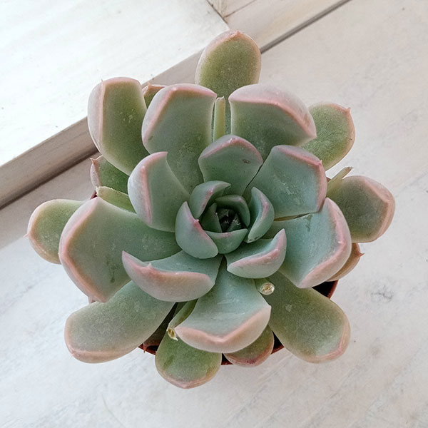 観葉植物/エケベリア：白雪姫2.5号