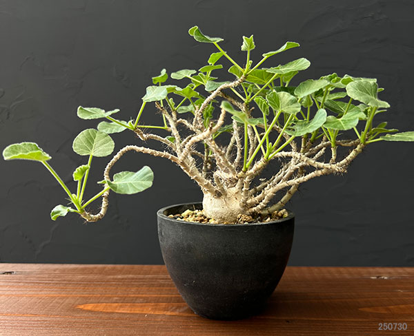 観葉植物/[棚卸セール]ヤトロファ：マルギナータ（実生株） 3号23-01 engei2-10289417 園芸ネット プラス サンプル画像2