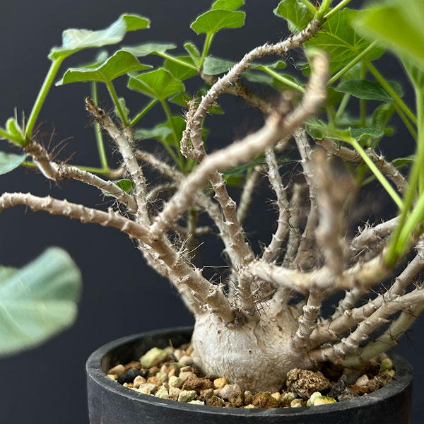 観葉植物/[棚卸セール]ヤトロファ：マルギナータ（実生株） 3号23-01 engei2-10289417 園芸ネット プラス サンプル画像3