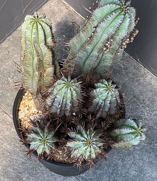 観葉植物/ユーフォルビア：ホリダ　7号鉢植え　23-03