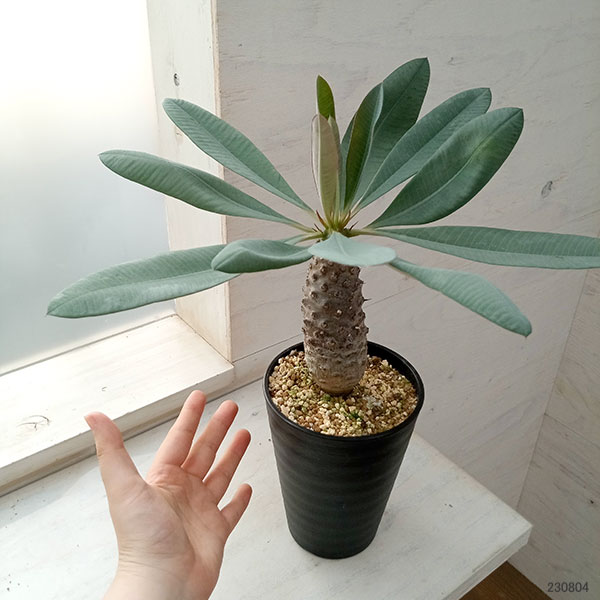 サンプル画像2