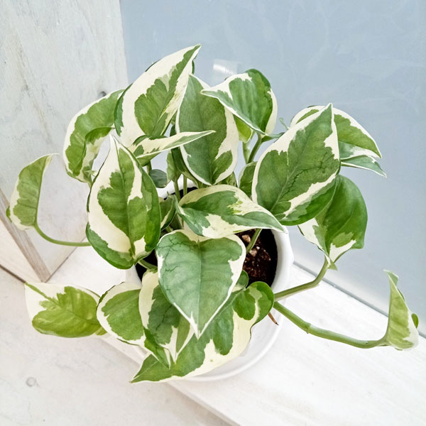 観葉植物/ポトス：エンジョイ3号 白色陶器鉢入り