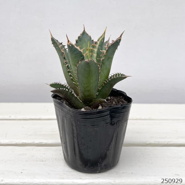 観葉植物/[棚卸セール]アガベ：チタノタレッドキャットウィーゼル 3号鉢植え engei2-10286479 園芸ネット プラス サンプル画像2
