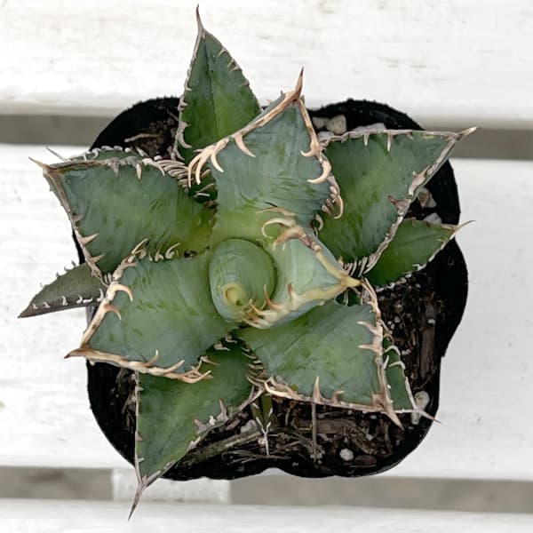 観葉植物/[棚卸セール]アガベ：チタノタレッドキャットウィーゼル 3号鉢植え engei2-10286479 園芸ネット プラス サンプル画像3