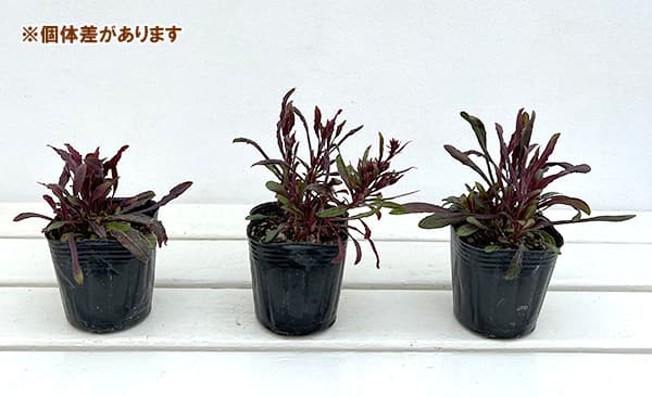 草花の苗/ガウラ（白蝶草）：小紅 3号ポット