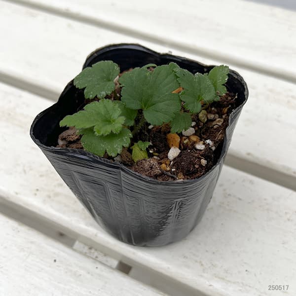 草花の苗/シュウメイギク（秋明菊）：白花八重3〜3.5号ポット2株セット