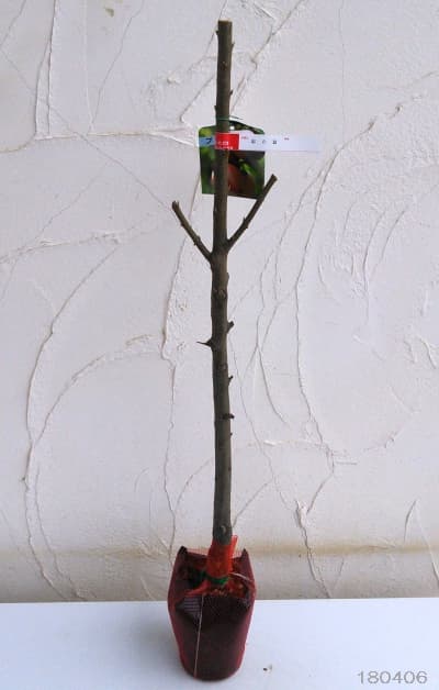 果樹の苗/スモモ(プラム）：彩の姫（さいのひめ）4.5号ポット