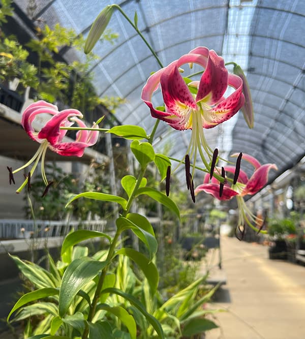 ��ꡧ���Τ���ꡡ�֥�å��ӥ塼�ƥ�3.5-4��ݥå�