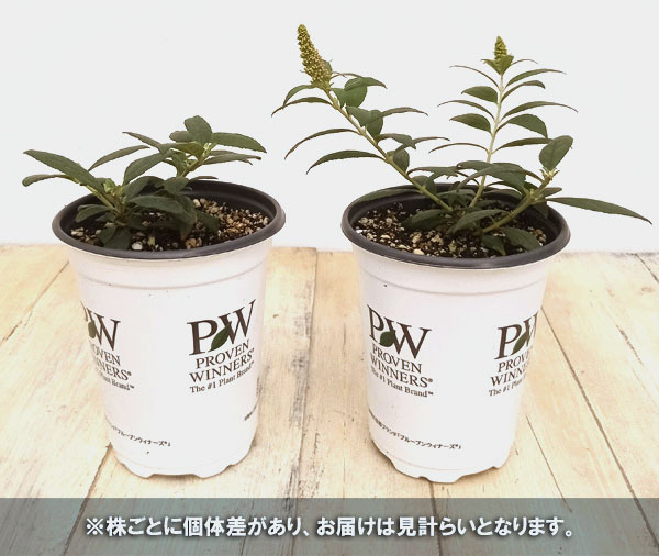 サンプル画像3