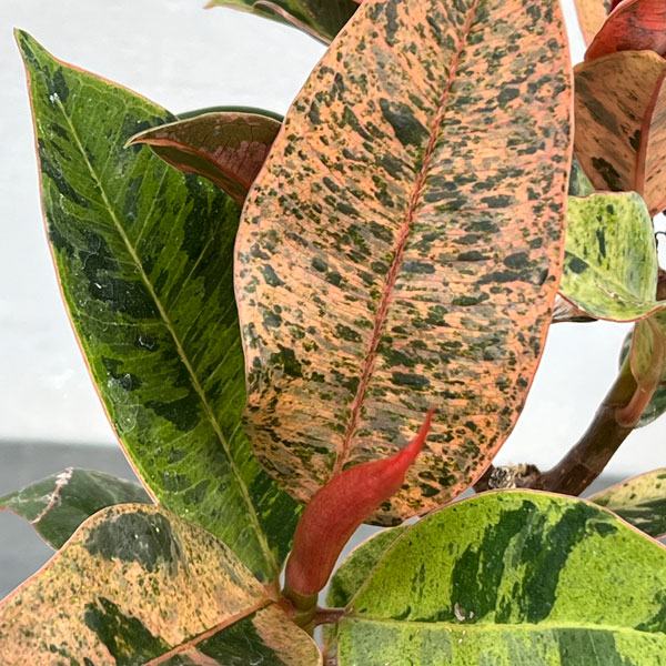 観葉植物/フィカス：ジン 4号ポット