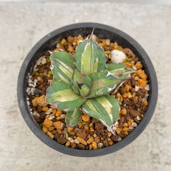 ���տ�ʪ/�����١������Υ� No.1������ 3��ȭ����23-01