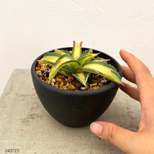 観葉植物/[棚卸セール]アガベ：チタノタ No.1白中斑（発根済） 3.5号23-03 engei2-10290372 園芸ネット プラス サンプル画像2