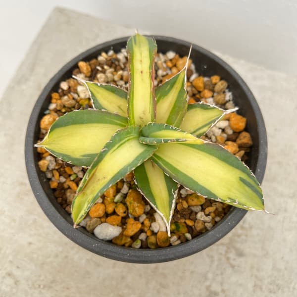 観葉植物/[棚卸セール]アガベ：チタノタ No.1白中斑（発根済） 3.5号23-03 engei2-10290372 園芸ネット プラス サンプル画像3